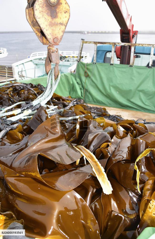 Kelp harvesting season