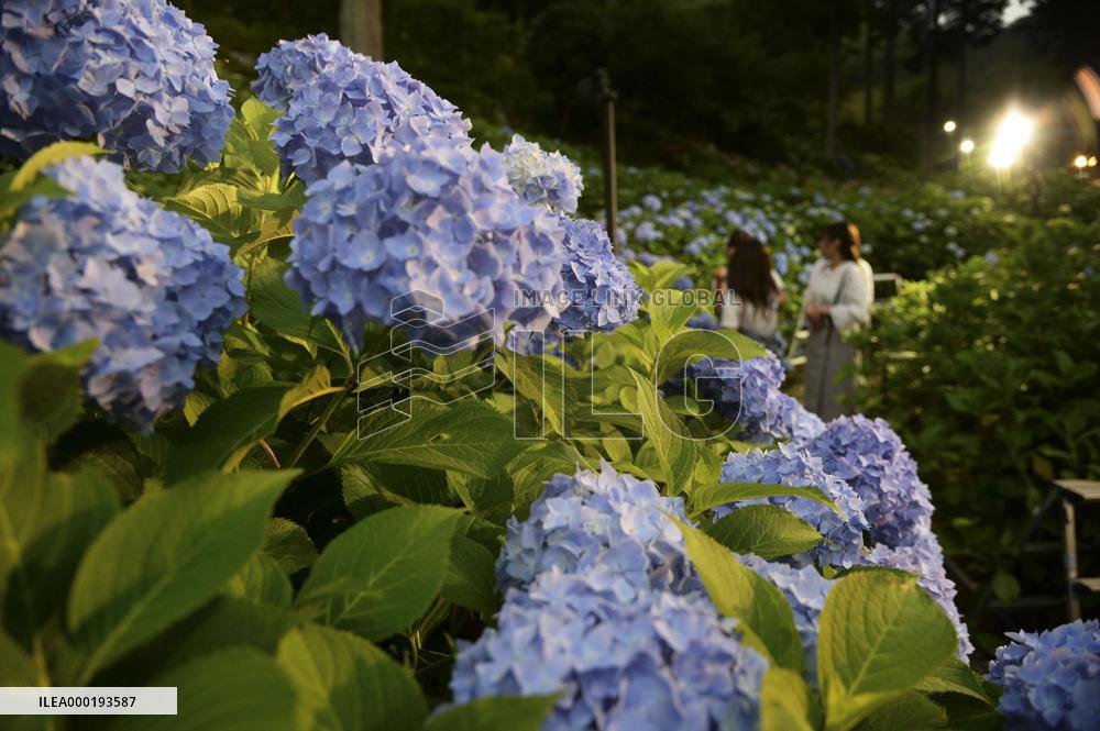 Blooming hydrangeas in Japan