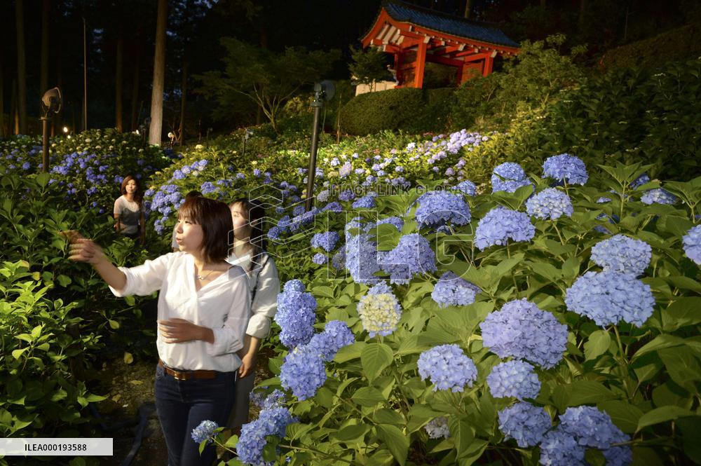 Blooming hydrangeas in Japan