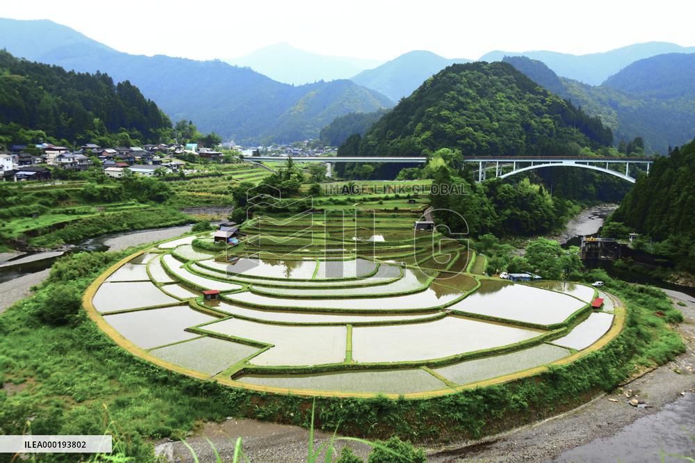 Rice terraces in western Japan
