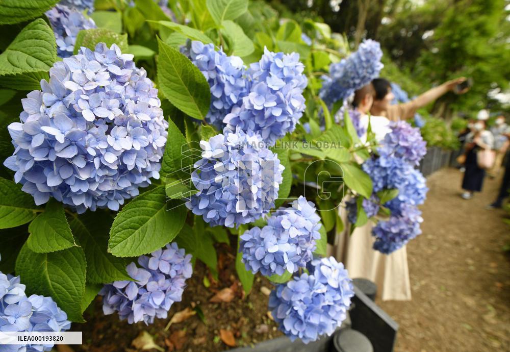 Hydrangeas at temple in eastern Japan