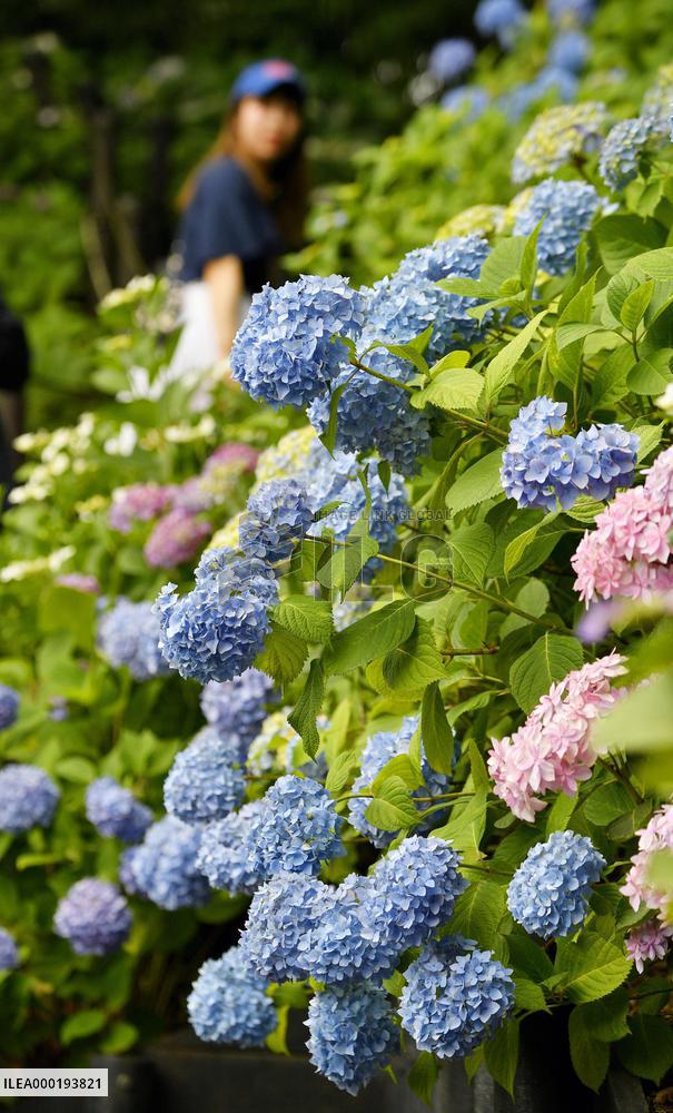 Hydrangeas at temple in eastern Japan
