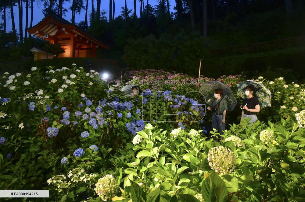 Hydrangeas lit up at Kyoto garden