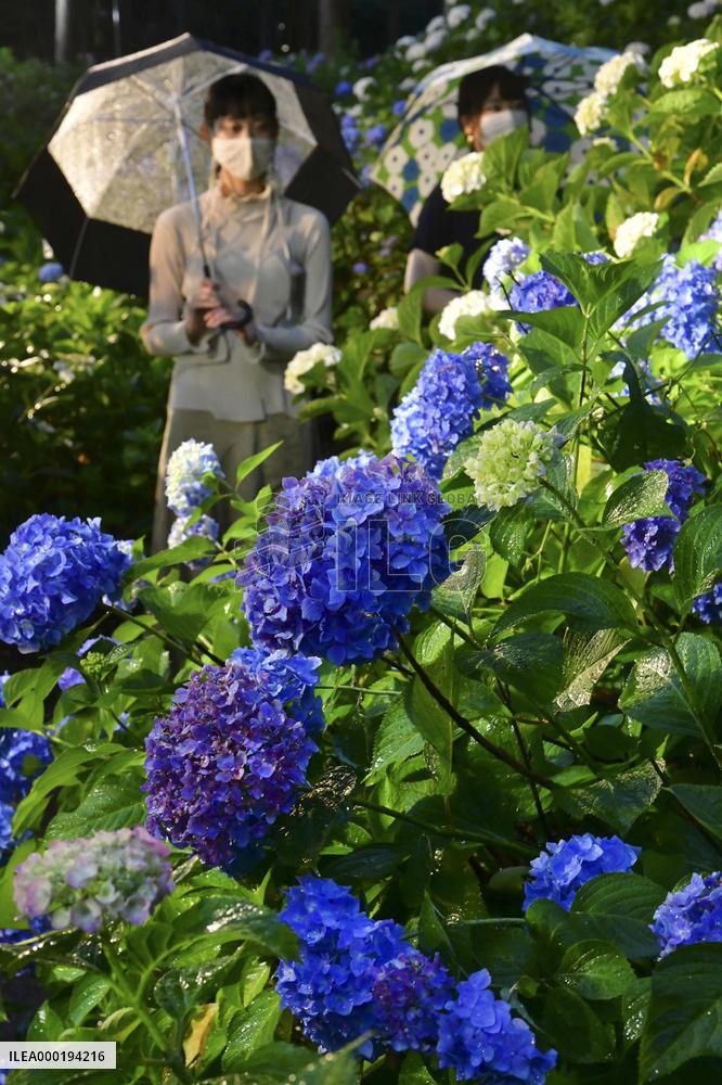 Hydrangeas lit up at Kyoto garden