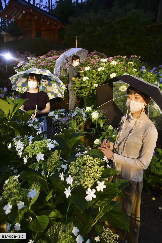 Hydrangeas lit up at Kyoto garden