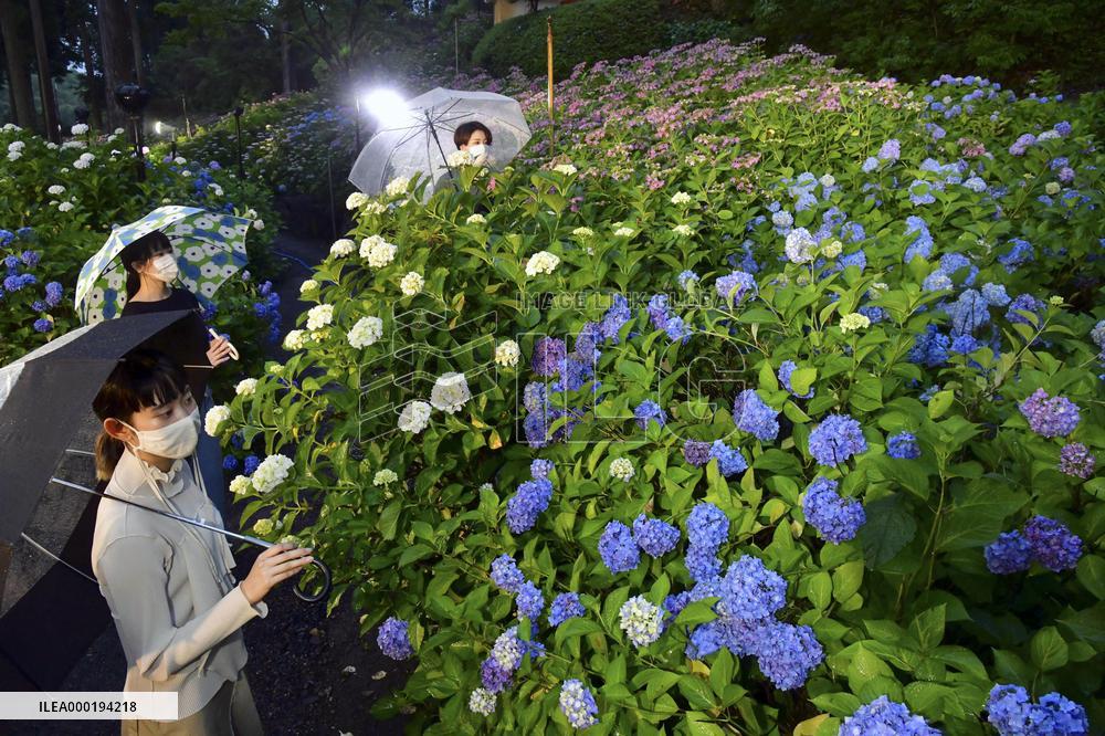 Hydrangeas lit up at Kyoto garden