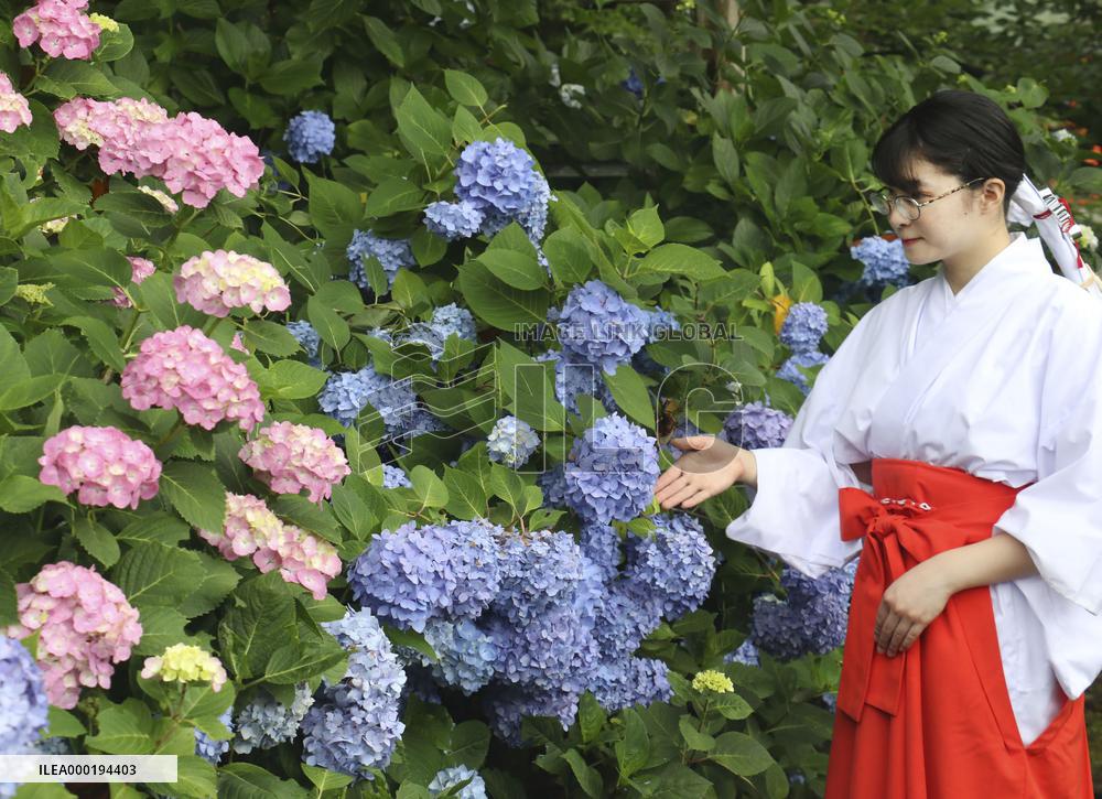 Hydrangea festival in western Japan