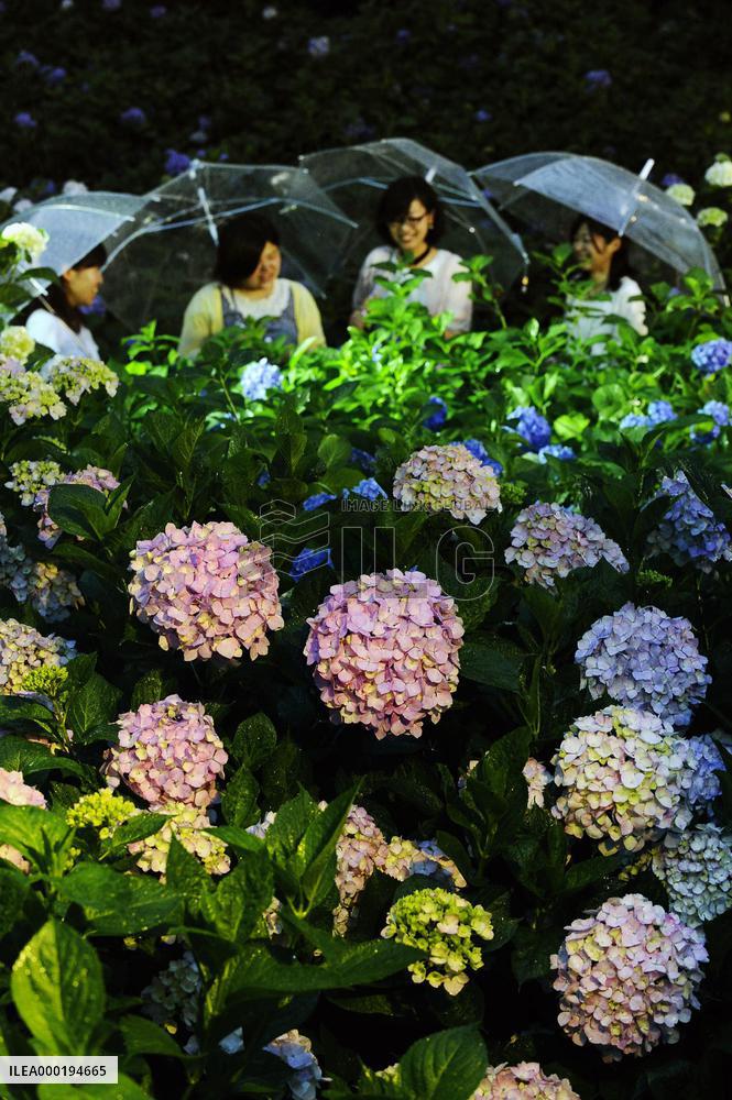Blooming hydrangea in Kyoto