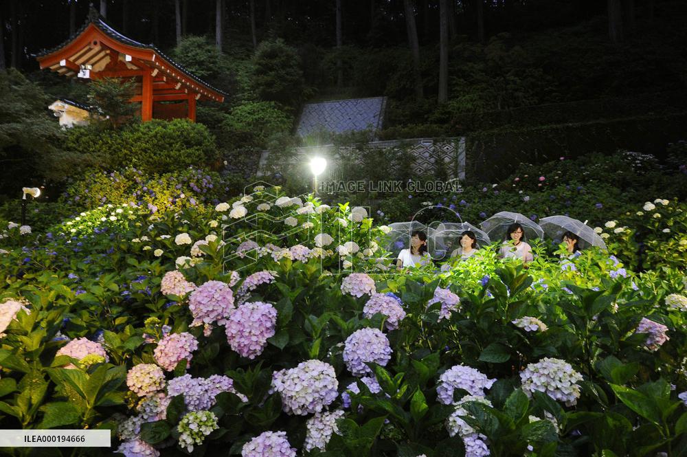 Blooming hydrangea in Kyoto