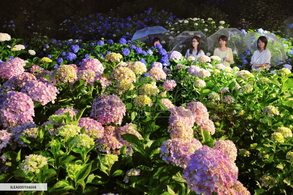 Blooming hydrangea in Kyoto