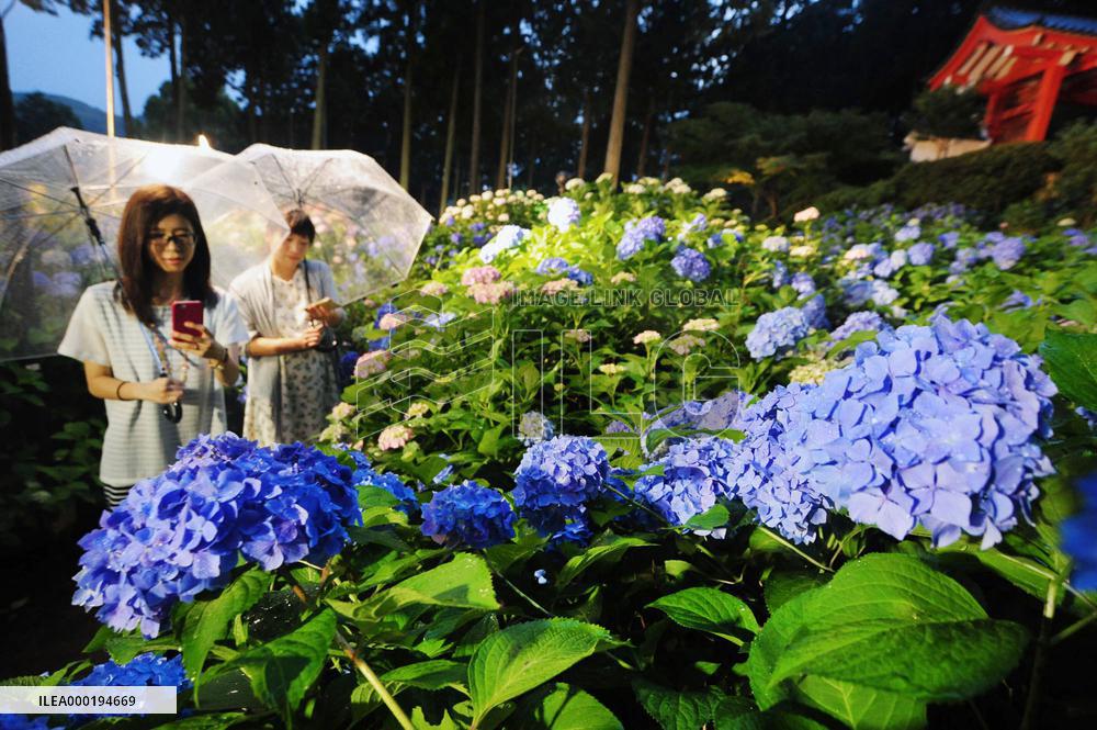Blooming hydrangea in Kyoto