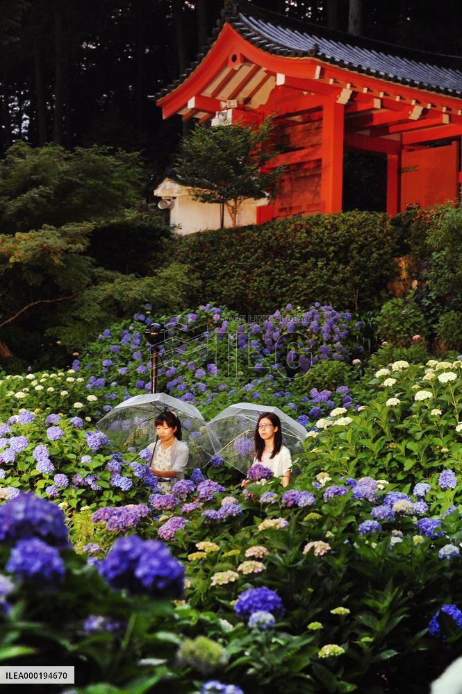Blooming hydrangea in Kyoto