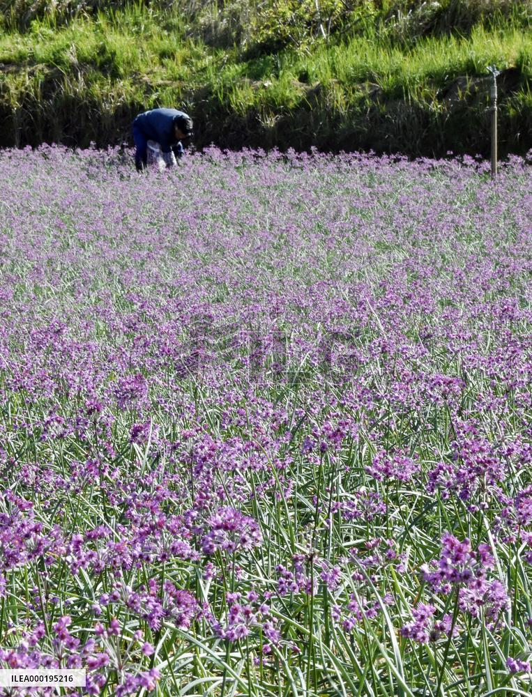 Scallion flowers in western Japan