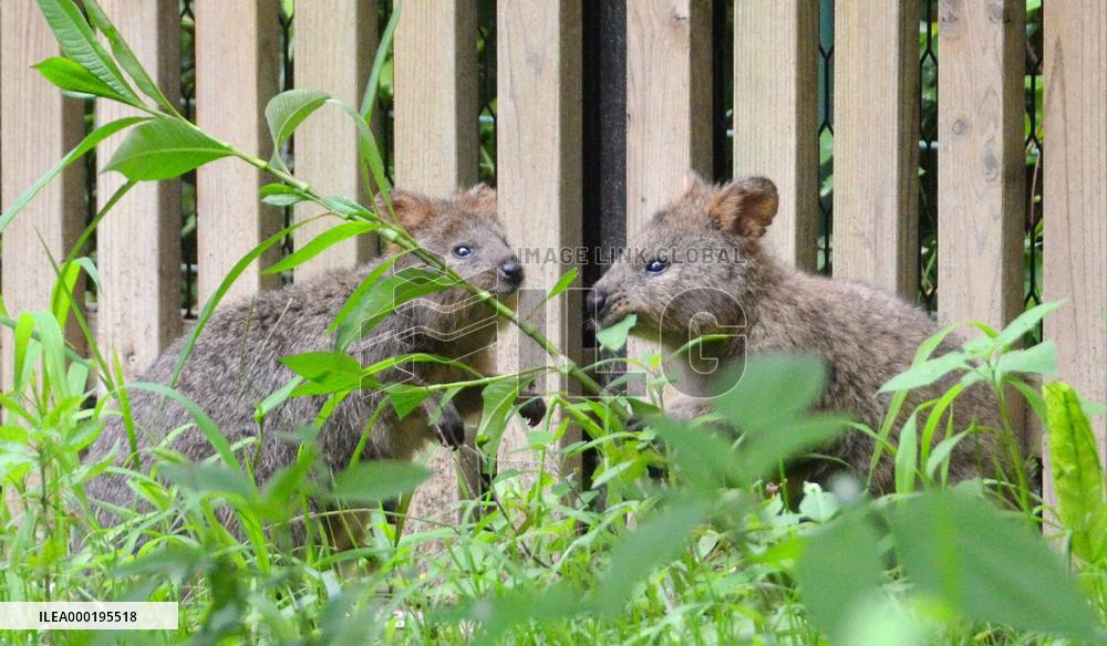 Quokkas at Japan zoo