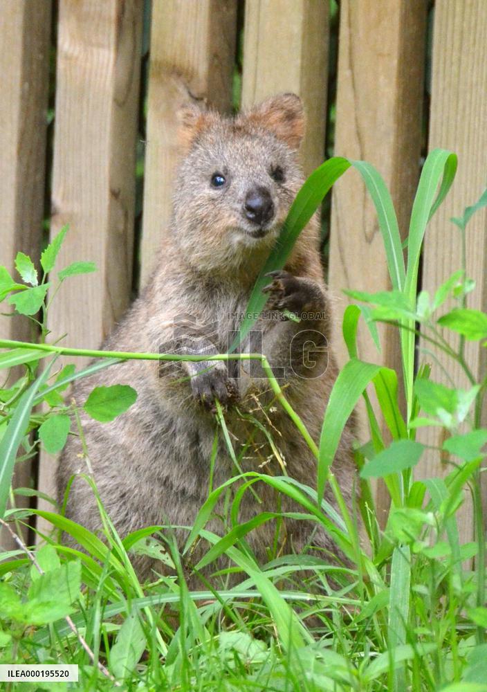 Quokkas at Japan zoo