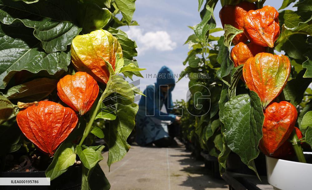 Chinese lantern plants