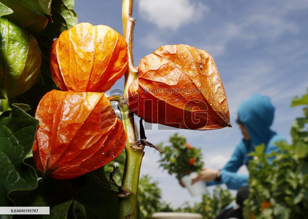 Chinese lantern plants