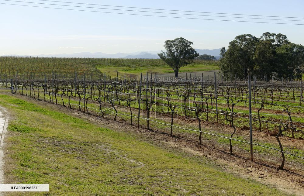 Vineyard in Australia