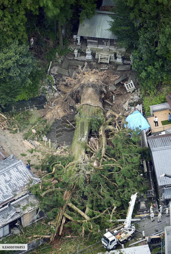 Fallen sacred tree in central Japan