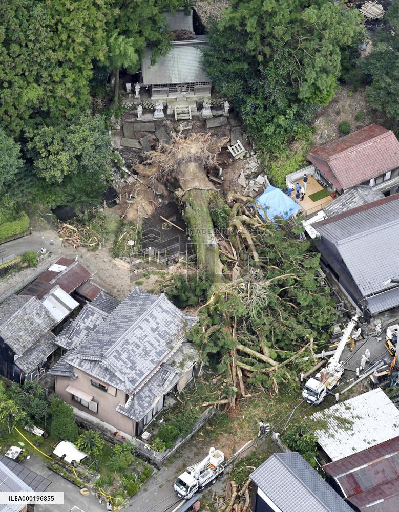 Fallen sacred tree in central Japan
