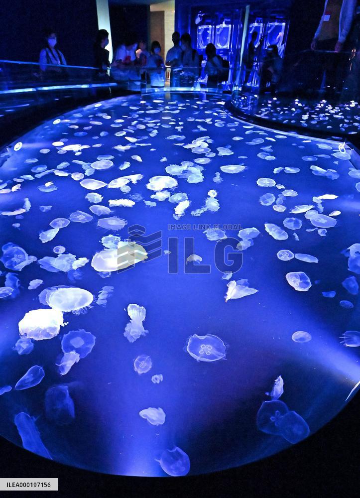 New jellyfish tank at Tokyo aquarium