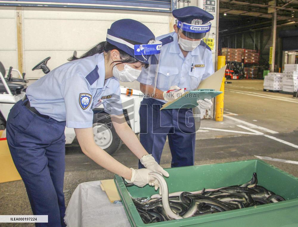 Eel imports enter peak