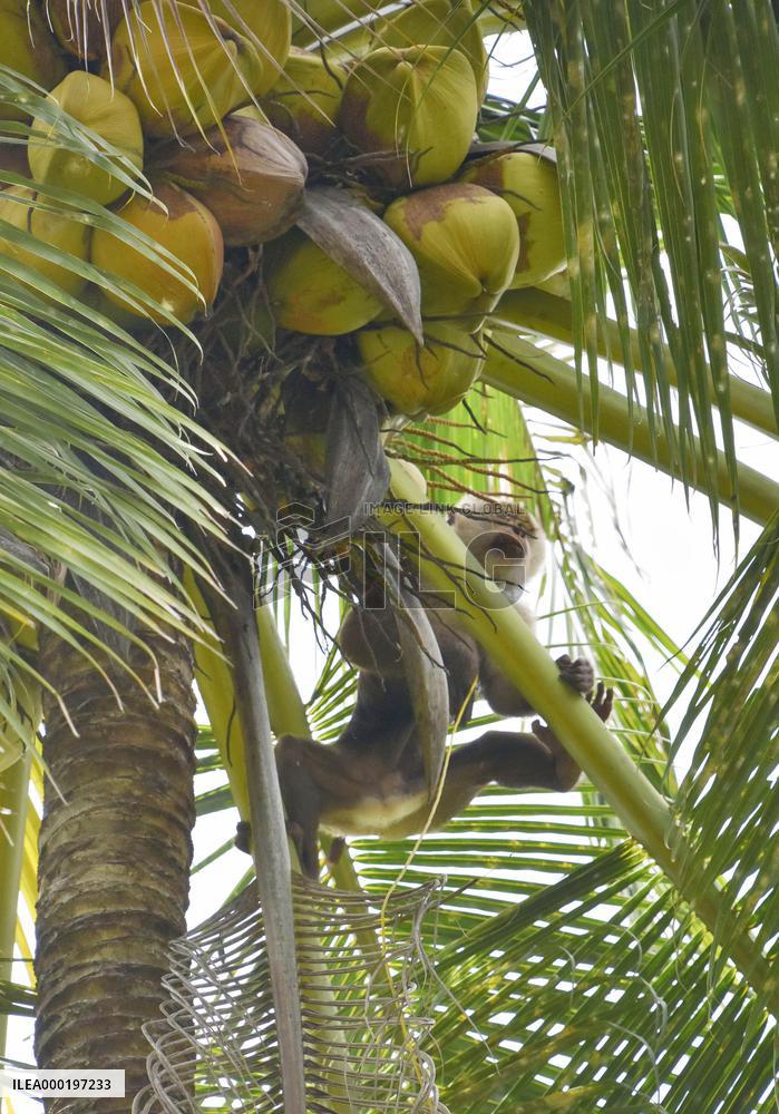 Monkey trained to harvest coconuts in Thailand