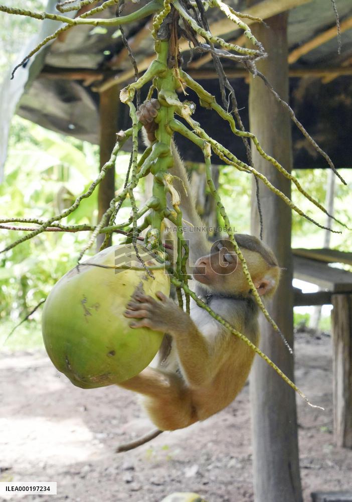 Monkey trained to harvest coconuts in Thailand