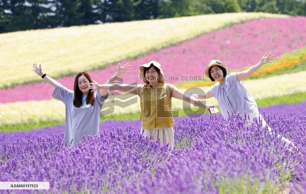 Lavender fields in northern Japan