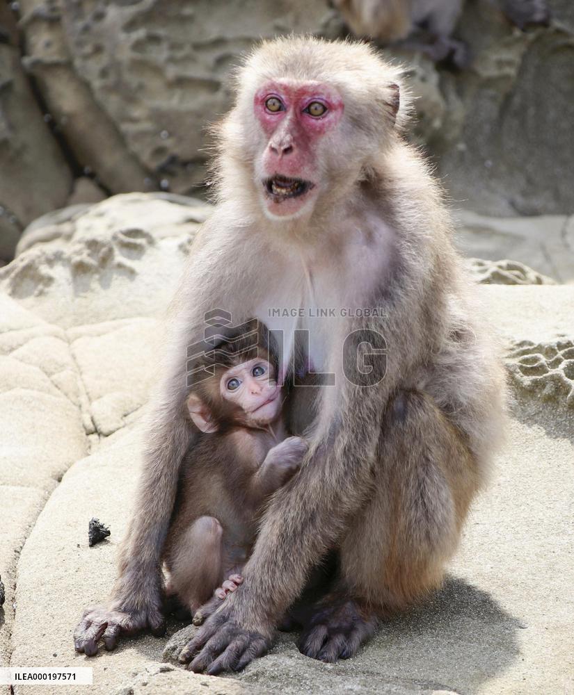 Baby monkey in southwestern Japan