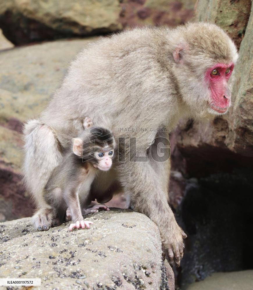 Baby monkey in southwestern Japan