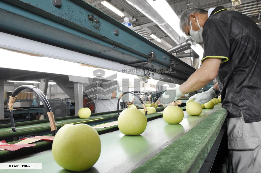 Pear shipments begin in Tottori
