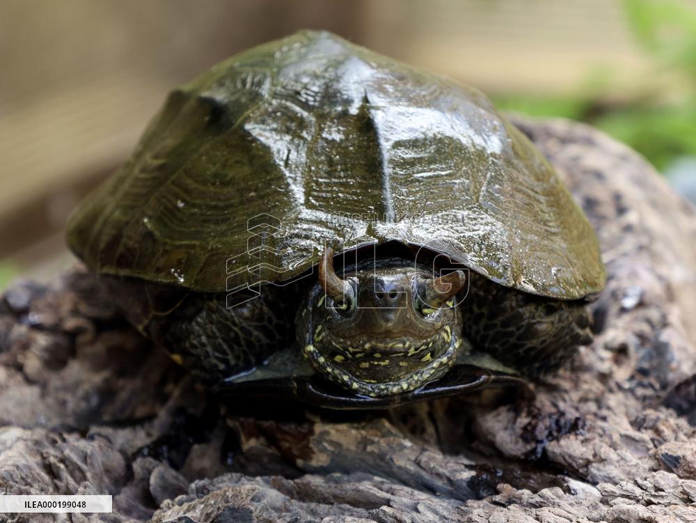 Rare horned turtle in Japan
