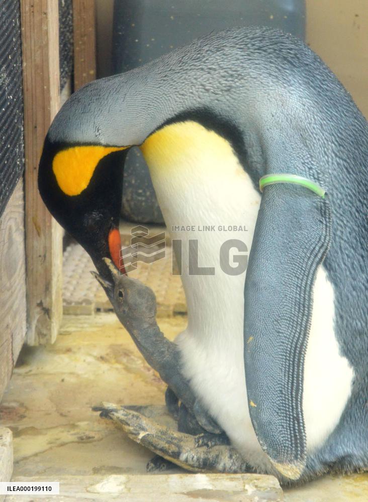 King penguins at Japanese aquarium