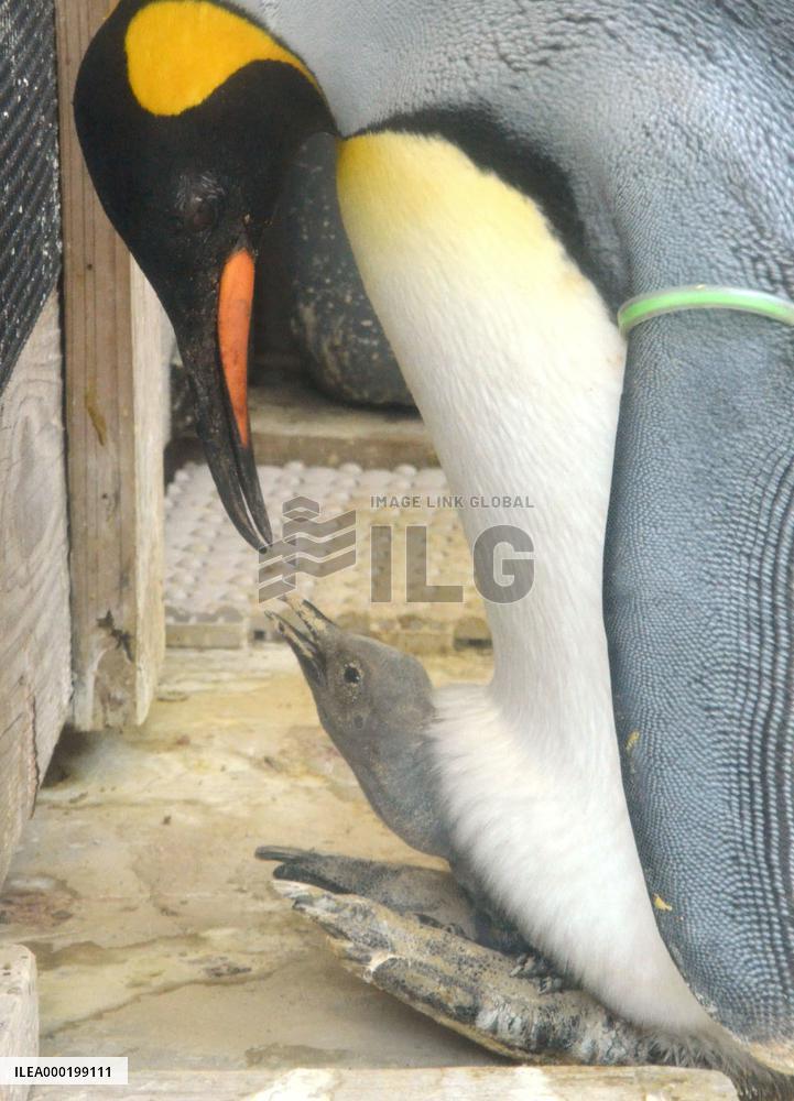King penguins at Japanese aquarium