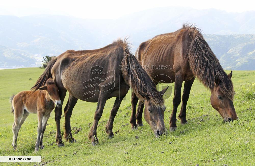 Protected horses in southwestern Japan