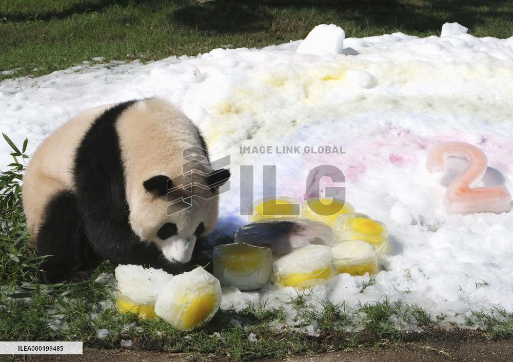 Giant panda at western Japan zoo