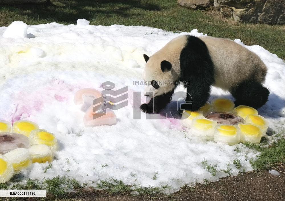 Giant panda at western Japan zoo