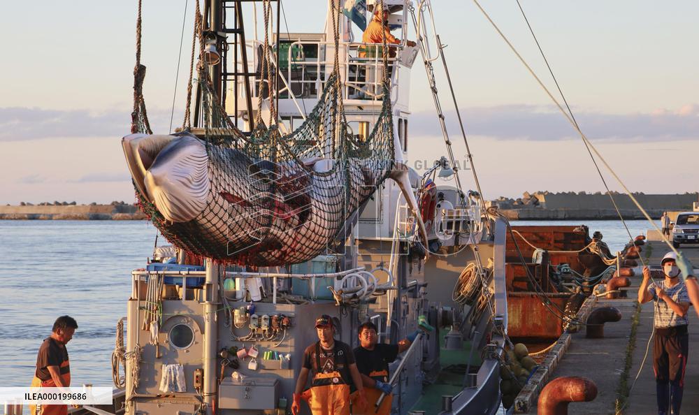 Commercial whaling in Japan