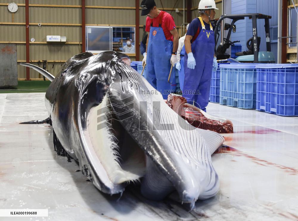 Commercial whaling in Japan