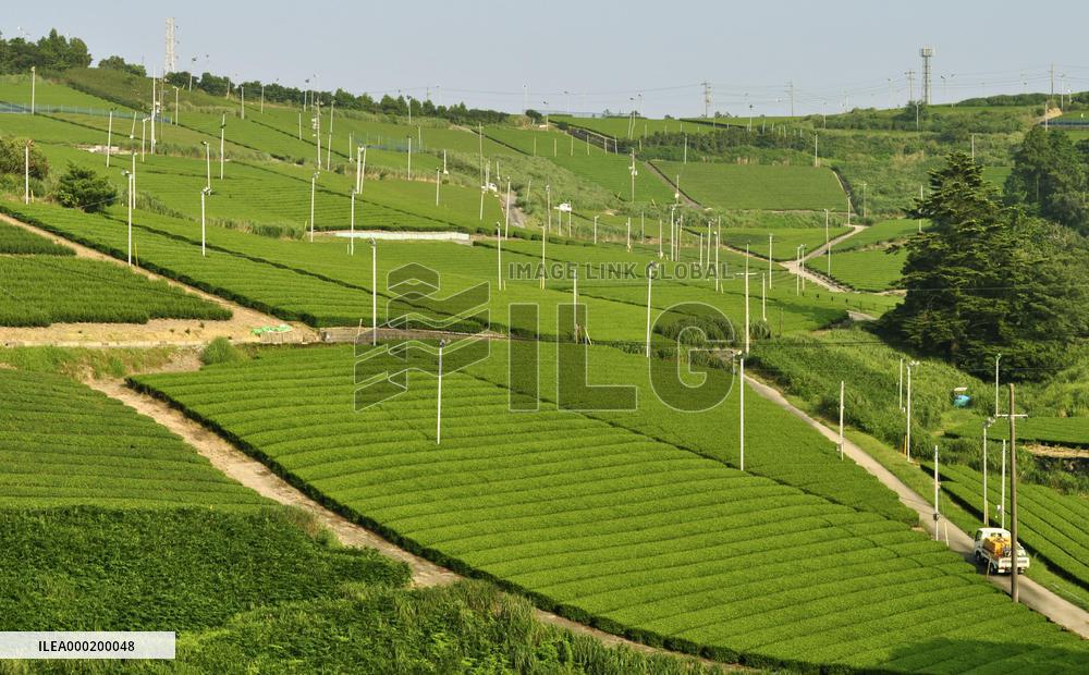 Green tea fields in Japan