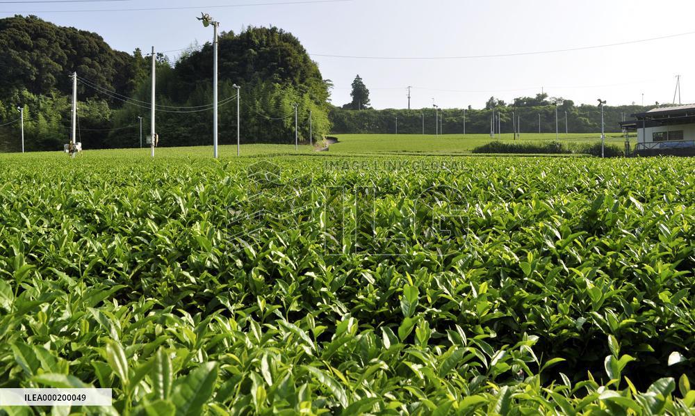 Green tea fields in Japan
