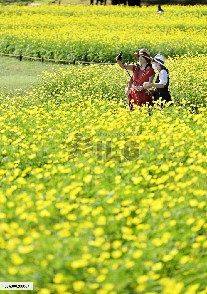 Cosmos at Tokyo park