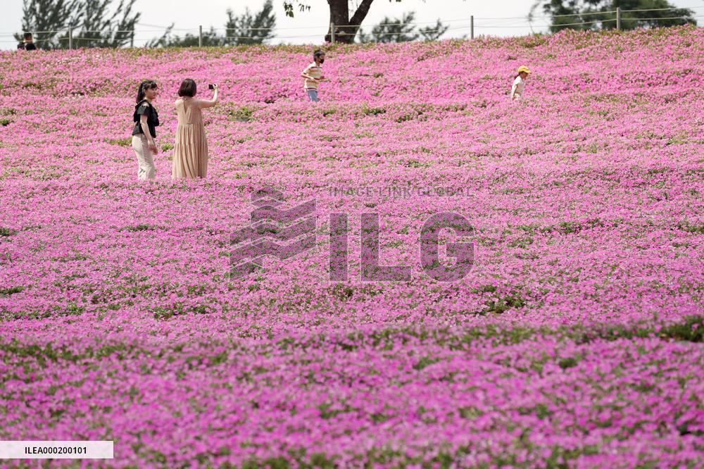 Pink flowers in eastern Japan