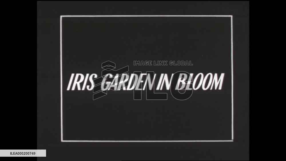 IRIS GARDEN IN BLOOM