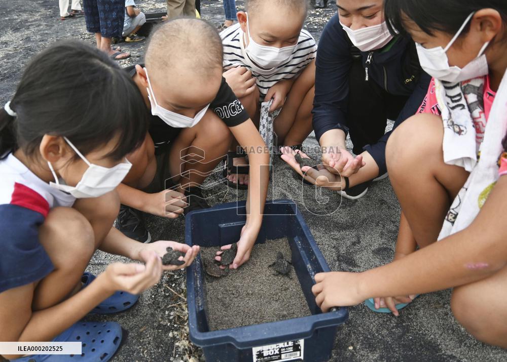 Release of baby turtles to sea