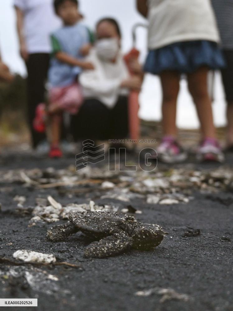 Release of baby turtles to sea