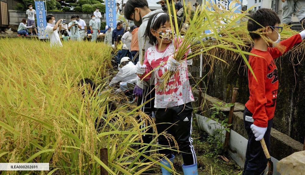 Rice grown from tsunami-hit town seedlings harvested
