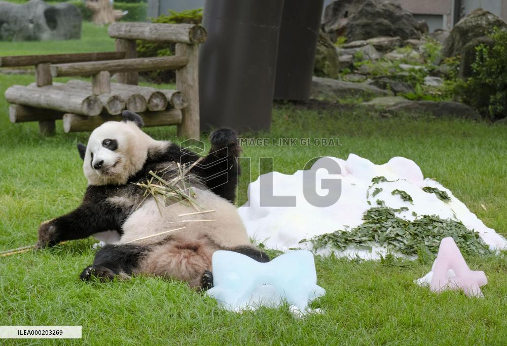 Giant panda at western Japan zoo