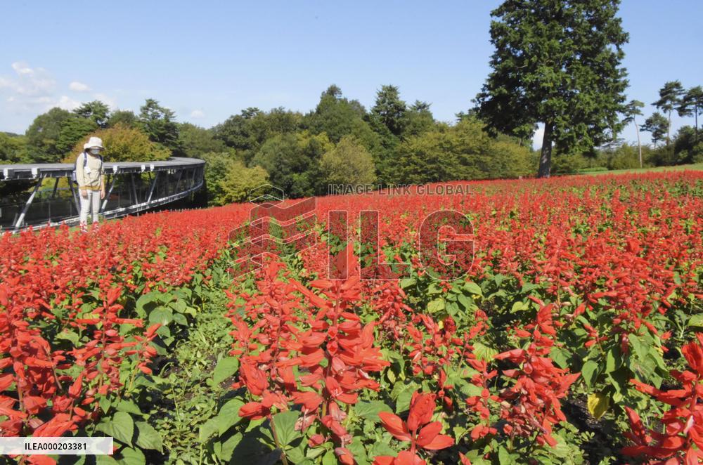 Flower festival in western Japan
